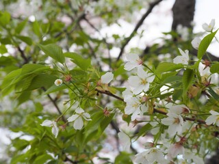 葉桜のクローズアップ
