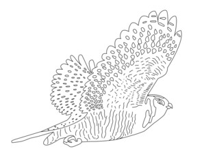 Northern hawk owl line drawing in vector