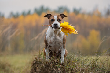 American staffordshire terrier dog holding yellow leaves in its mouth in autumn