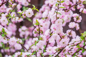 Flowering almond branches in blossom. Spring background.