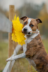 American staffordshire terrier dog holding yellow leaves in its mouth in autumn