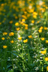 Obraz premium Small yellow flowers branch on green grass background. Ranunculus acris, meadow buttercup, tall buttercup, common buttercup, giant buttercup. Closeup, selective focus