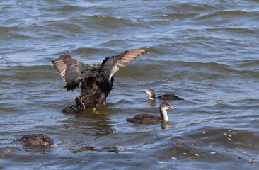 Eurasian coot, or common coot, or Australian coot (Lat. Fulica atra) family swimming. Parent and juvenile aquatic birds. Black red-eyed adult waterbird with brood of baby chicks flapping wings