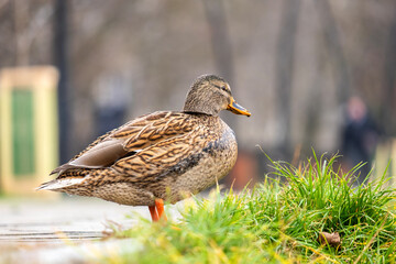 One gray wild duck walking in summer park.