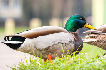 Obraz premium Male duck with green head walking in summer park.