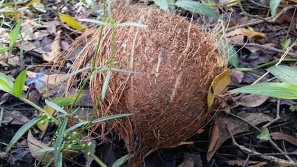 coconut on the ground