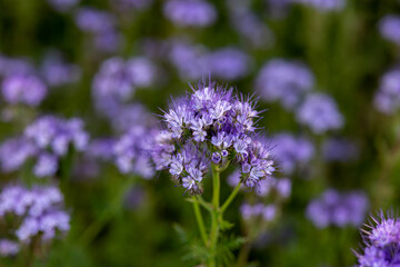 The field is blooming phacelia - a special honey plant for bees