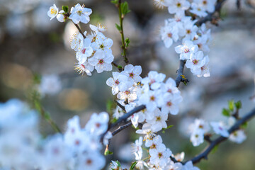 Fruit tree twigs with blooming white and pink petal flowers in spring garden.