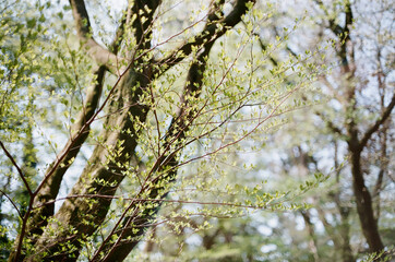 forest in jeju island