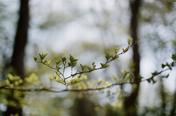 forest in jeju island