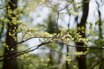 forest in jeju island
