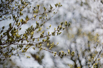 forest in jeju island