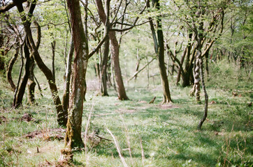 forest in jeju island