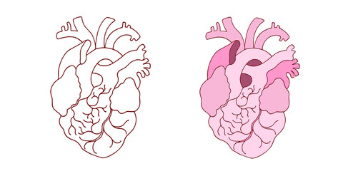 Vector illustration of human hearts in flat realistic cute cartoon style. Hand-drawn, line drawn, anatomical organ, cardiology. Isolated on white background, sketch. Medical poster, print, sign, icon.