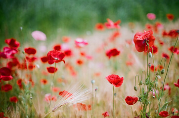 Obraz premium Red poppy flowers