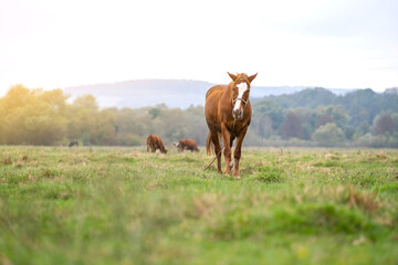Naklejka na ściany i meble Beautiful chestnut horse grazing in green grassland summer field.