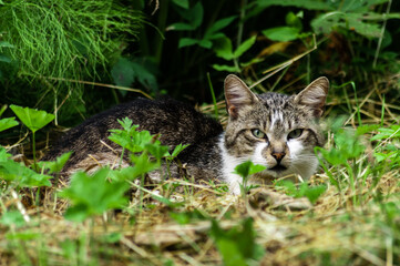 Naklejka na ściany i meble portrait of a young cat among the grass