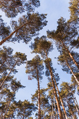 Yellow spruce tree crowns framed by blue sky.
