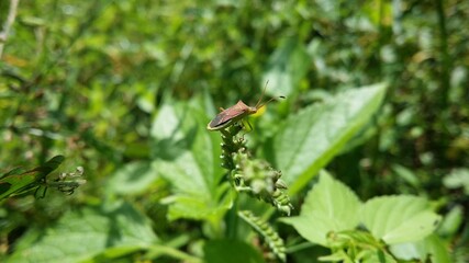 insect on a leaf