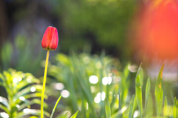 Bright red tulip flower growing in spring garden.