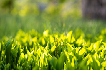 Closeup of green grass stems on summer lawn.
