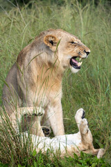 Big lion lying on savannah grass. Landscape with characteristic trees on the plain and hills in the background