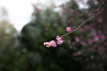 緑を背景に紅梅