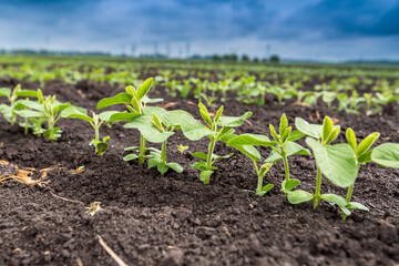 Fresh green soy plants on the field in spring. Rows of young soybean plants 