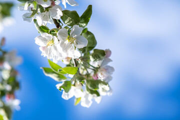 Fruit tree twigs with blooming white and pink petal flowers in spring garden.