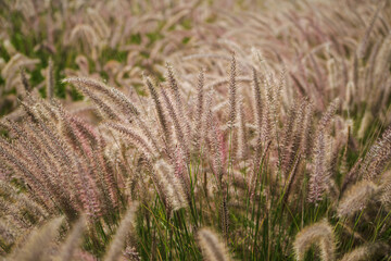 field plants close-up soft focus, natural background.