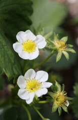 Strawberry flowers in spring.