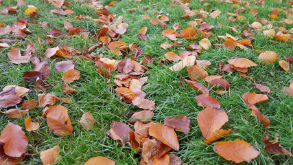 Fallen yellow and orange leaves on bright green grass
