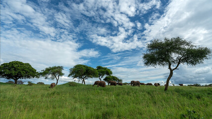 Obraz premium African Elephant herd in Tarangire National Park, Tanzania