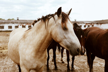 Portrait of farm domestic beautiful horse outdoors at ukrainian village 