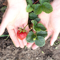red strawberry in the hands of a gardener on the background of the garden. inspection of the first...