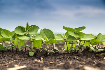 Fresh green soy plants on the field in spring. Rows of young soybean plants  - obrazy, fototapety, plakaty