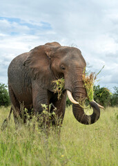 Obraz na płótnie Canvas African Elephant in Tarangire National Park, Tanzania
