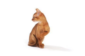 Abyssinian ginger cat sits and raises its paw on a white background