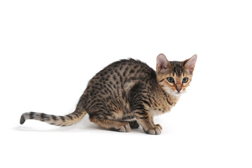 A purebred smooth-haired cat sits on a white background