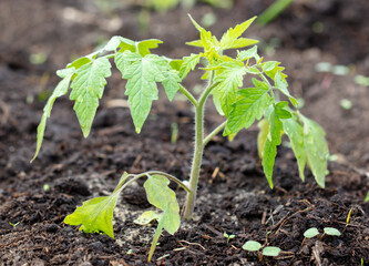 Tomato seedling in the ground