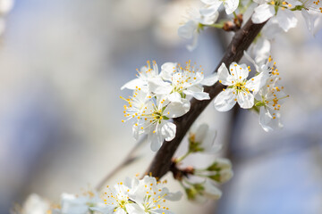 Obraz premium Close up of white flowers on cherry