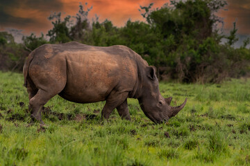 Fototapeta premium White rhinoceros (Ceratotherium simum) with calf in natural habitat, South Africa