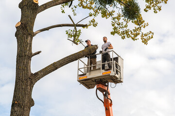 Two service workers cutting down big tree branches with chainsaw from high chair lift crane...