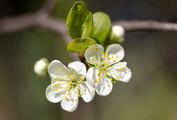 Flowers on branches of cherry