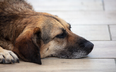 The dog lies on the tiled floor.