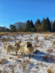 Naklejka premium Group of horned sheep in the snow on the heath in The Netherlands