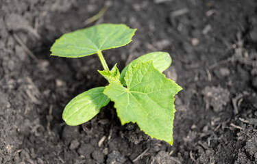 Cucumber sprout in the spring.