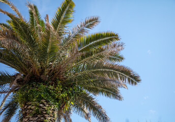 Fototapeta na wymiar Palm leaves against the sky.