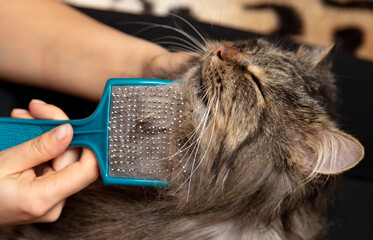 The girl is combing the cat's fur