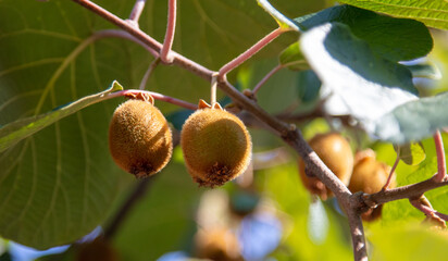 Kiwi fruits grow on a plant